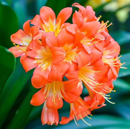 80 Stück orangefarbene Clivia-Blumensamen von metechondra