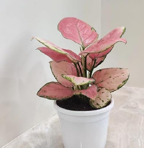 80 Stück rosa Aglaonema-Pflanzensamen 80 Stück rosa Aglaonema-Pflanzensamen von metechondra
