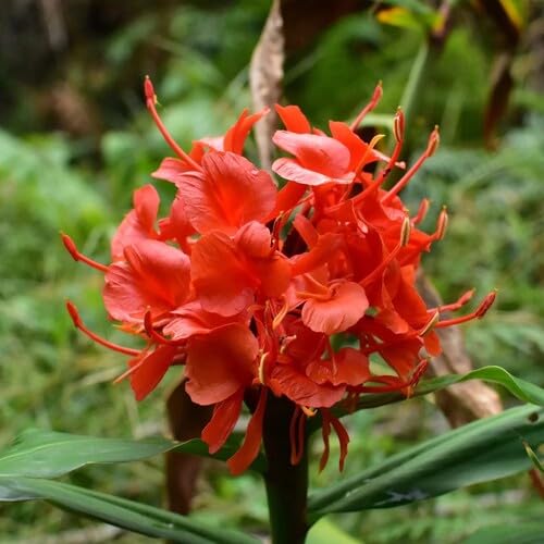 80 Stück rote Hedychium-Blumensamen von metechondra