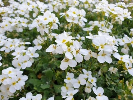Aubrieta Blumensamen 100 Stück weiß Aubrieta Blumensamen 100 Stück weiß von metechondra