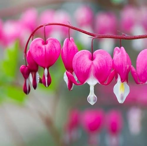 Dicentra Blumensamen 80 Stück rosa von metechondra