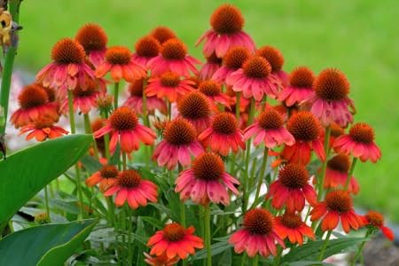 Echinacea-Blumensamen 100 Stück rot Echinacea-Blumensamen 100 Stück rot von metechondra
