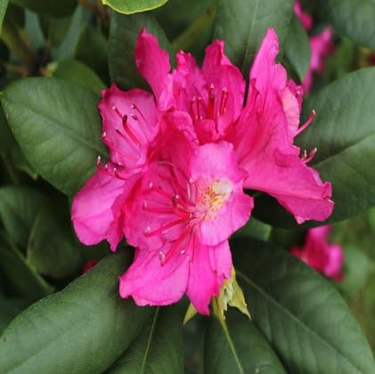 Frische 100 Stück Azaleen-Blumensamen zum Anpflanzen Frische 100 Stück Azaleen-Blumensamen zum Anpflanzen von metechondra
