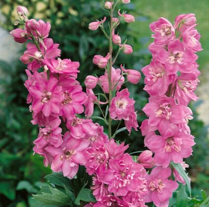 Frische 100 Stück Delphinium-Blumensamen zum Anpflanzen Frische 100 Stück Delphinium-Blumensamen zum Anpflanzen von metechondra