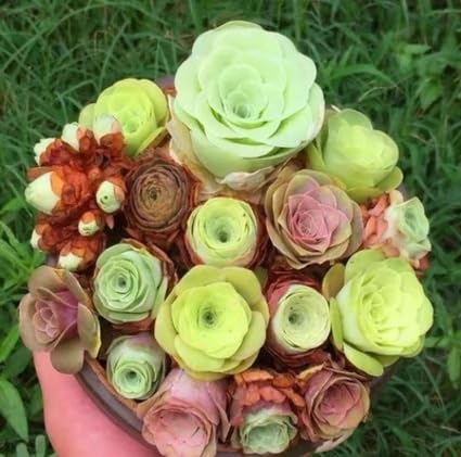 Frische 100 Stück Greenovia-Blumensamen zum Anpflanzen in gemischten Farben Frische 100 Stück Greenovia-Blumensamen zum Anpflanzen in gemischten Farben von metechondra