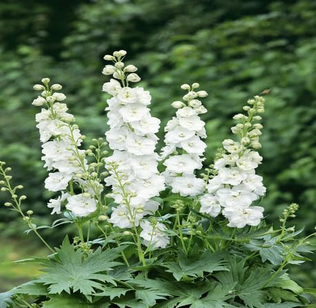 Frische neue 100 Stück weiße Delphinium-Blumensamen Frische neue 100 Stück weiße Delphinium-Blumensamen von metechondra