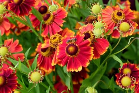 Helenium-Blumensamen 50 Stück rot Helenium-Blumensamen 50 Stück rot von metechondra