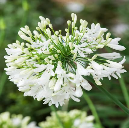 Neu Frische 100 stücke Agapanthus Blumensamen Weiß Neu Frische 100 stücke Agapanthus Blumensamen Weiß von metechondra