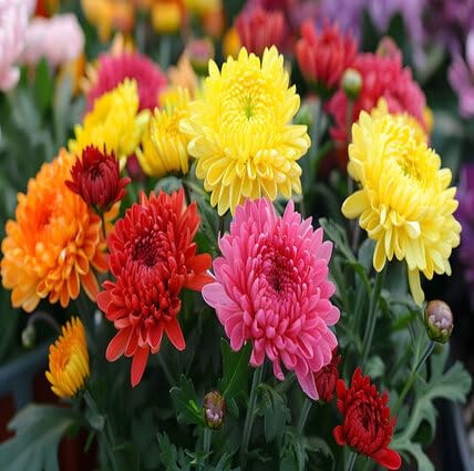 Neu Frische 100 stücke gemischte Chrysanthemen-Blumensamen Neu Frische 100 stücke gemischte Chrysanthemen-Blumensamen von metechondra