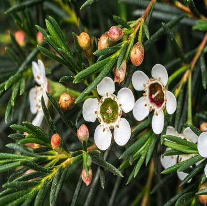 Neu Frische 80 stücke weiß Chamelaucium uncinatum Blumensamen Neu Frische 80 stücke weiß Chamelaucium uncinatum Blumensamen von metechondra