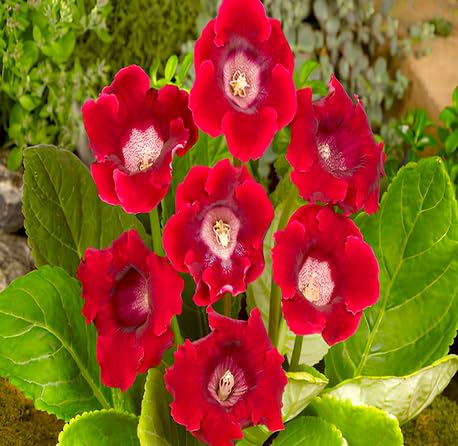 Neue frische 100 Stück rote Gloxinia-Blumensamen von metechondra