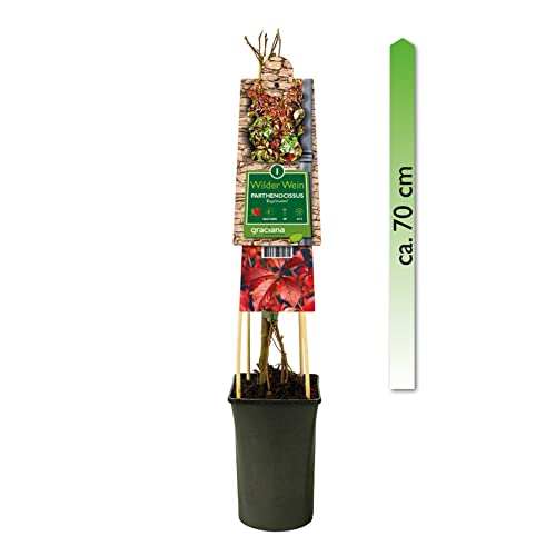mgc24 Kletterpflanze Sichtschutz Heckenpflanze Rankpflanze Parthenocissus quinquefolia, Engelmannii, selbstklimmender Mauerwein im 2l-Container 1 Pflanze von mgc24