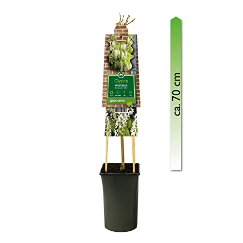 mgc24 Kletterpflanze Sichtschutz Heckenpflanze Rankpflanze Wisteria sinensis Alba, Weißer Chinesischer Blauregen im 2l-Container 1 Pflanze von mgc24