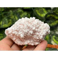 Manganocalcit Rhodochrosit Madan Bulgarien Natürliche Kristallmineralien Probe Cluster Souvenirs Großhandel von migiminerals