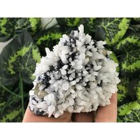 Wunderbarer Pyrit Quarz Sphalerit Deveti Septemvri Mine Madan Bulgarien von migiminerals