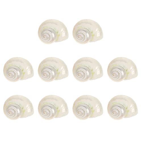 minkissy 10Pcs fish tank conch fairy Shells ornaments big hermit crab ornaments for crafts Nautical Shells Decoration Aquarium Decorations hand decor Aquarium Conch supplies luminous white von minkissy