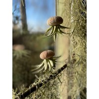 2-Er Set Seeigelquallen Klein Luftpflanze Seeigel Airplant Seeigelqualle Hängende Pflanze von moCushlar
