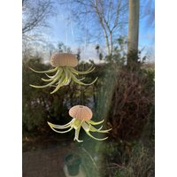 2-Er Set Seeigelquallen Klein Luftpflanze Seeigel Airplant Seeigelqualle Hängende Pflanze von moCushlar
