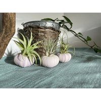 3Er Set Seeigel Lila Mit Tillandsien Deko Seeigelgehäuse Luftpflanzen Airplant Geschenk von moCushlar