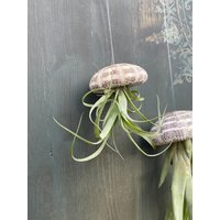 Airplant Seeigelqualle Hängende Pflanze Tillandsia Geschenk Deko Luftpflanze von moCushlar
