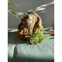 Graue Tillandsie Luftpflanze Tillandsia Capitata Duda Wüstentillandsie Geschenk Deko Zimmerpflanze Bromelien Airplant von moCushlar