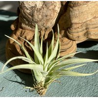 Graue Tillandsie Luftpflanze Tillandsia Capitata Duda Wüstentillandsie Geschenk Deko Zimmerpflanze Bromelien Airplant von moCushlar