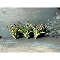 Grüne Tillandsie Luftpflanze Airplant Tillandsia Brachycaulos Abdida Regenwaldtillandsie Geschenk Deko Zimmerpflanze Bromelien Pflanze von moCushlar