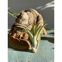 Grüne Tillandsie Luftpflanze Airplant Tillandsia Brachycaulos Abdida Regenwaldtillandsie Geschenk Deko Zimmerpflanze Bromelien von moCushlar