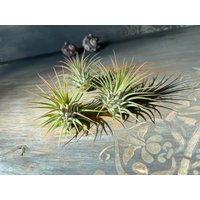 Luftpflanze Airplant Tillandsia Ionantha Geschenk Deko Zimmerpflanze Bromelien Pflanze Pflegeleicht von moCushlar