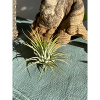 Luftpflanze Airplant Tillandsia Ionantha Geschenk Deko Zimmerpflanze Bromelien von moCushlar