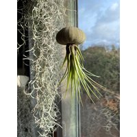 Luftpflanze Seeigel Airplant Seeigelqualle Hängende Pflanze Tillandsia Tricolor von moCushlar