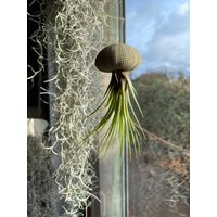 Luftpflanze Seeigel Airplant Seeigelqualle Hängende Pflanze Tillandsia Tricolor von moCushlar