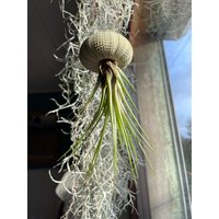 Luftpflanze Seeigel Airplant Seeigelqualle Hängende Pflanze Tillandsia Tricolor Luftpflanze Seeigel Airplant Seeigelqualle Hängende Pflanze Tillandsia Tricolor von moCushlar