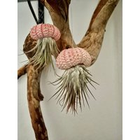 Luftpflanze Seeigel Airplant Seeigelqualle Hängende Pflanze von moCushlar