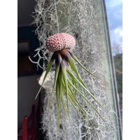 Luftpflanze Seeigel Airplant Seeigelqualle Luftqualle Tillandsie Deko Geschenk Hängende Pflanze Tillandsia Tricolor von moCushlar