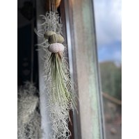 Luftpflanze Seeigel Airplant Seeigelqualle Tillandsia Juncea von moCushlar