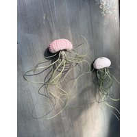 Luftpflanze Tillandsie Seeigel Airplant Seeigelqualle Hängende Pflanze Geschenk Tillandsia Deko von moCushlar
