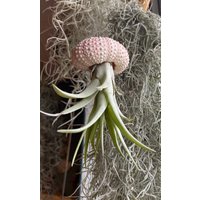 Seeigelquallen Luftpflanzen Hängende Pflanze Tillandsien Qualle Airplant Geschenk Deko von moCushlar
