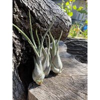 Tillandsia Caput Medusae Mittel Graue Tillandsie Geschenk Luftpflanze Airplant von moCushlar