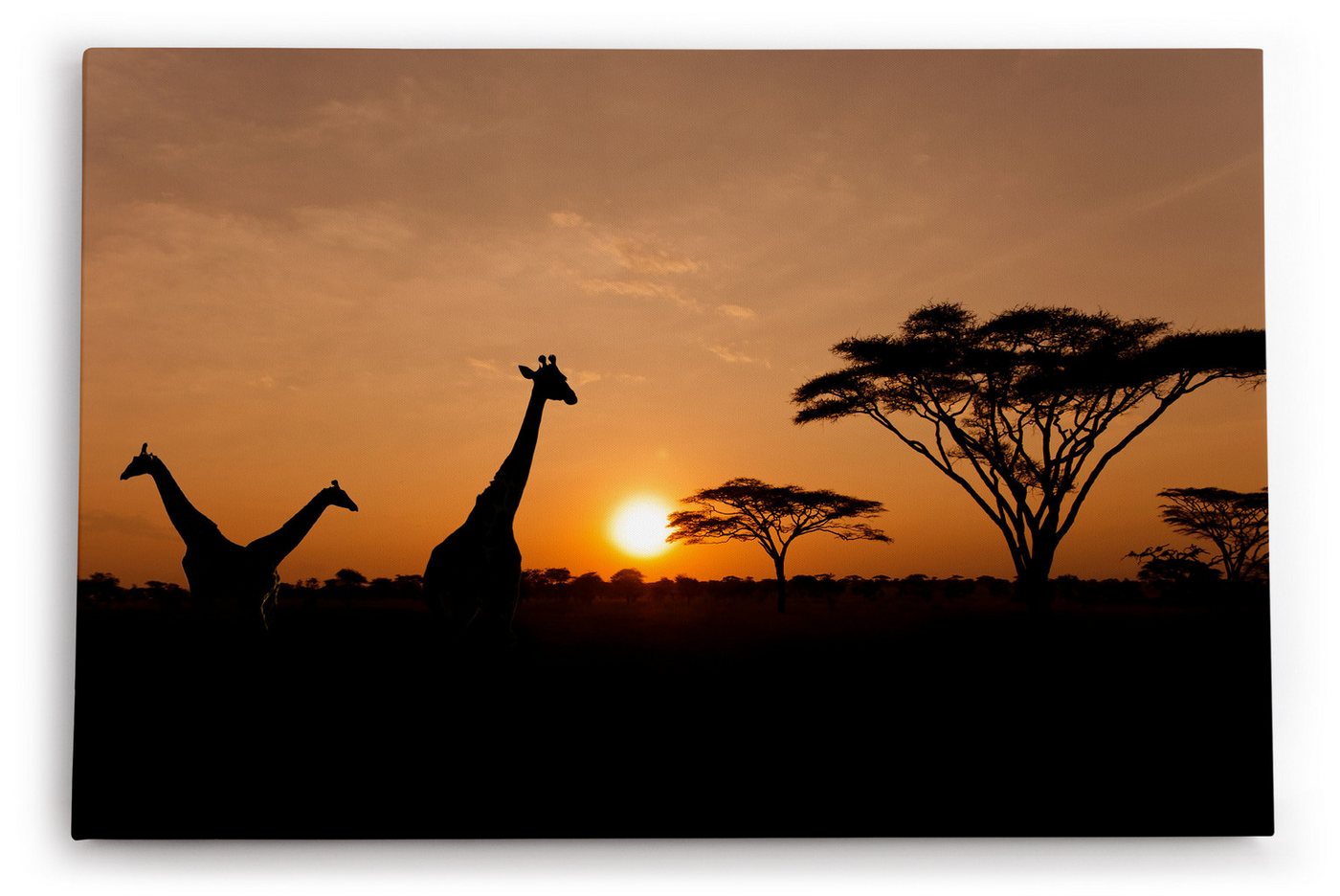 möbel-direkt.de Leinwandbild Afrika Giraffen Sonnenuntergang Abend Natur Wildnis Bäume von möbel-direkt.de