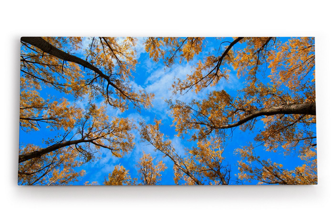 möbel-direkt.de Leinwandbild Bäume Himmel Blau Herbst Baumkronen Natur von möbel-direkt.de