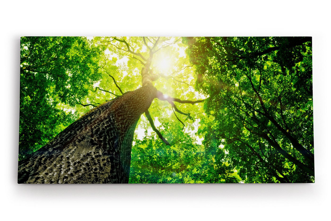 möbel-direkt.de Leinwandbild Baum Sonnenstrahlen Baumkrone Grün Natur von möbel-direkt.de