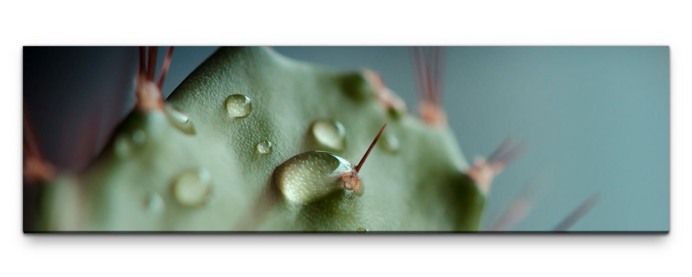 möbel-direkt.de Leinwandbild Bilder XXL Kaktus Wandbild auf Leinwand von möbel-direkt.de