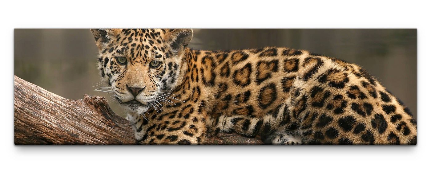 möbel-direkt.de Leinwandbild Bilder XXL Kleiner Jaguar Wandbild auf Leinwand von möbel-direkt.de