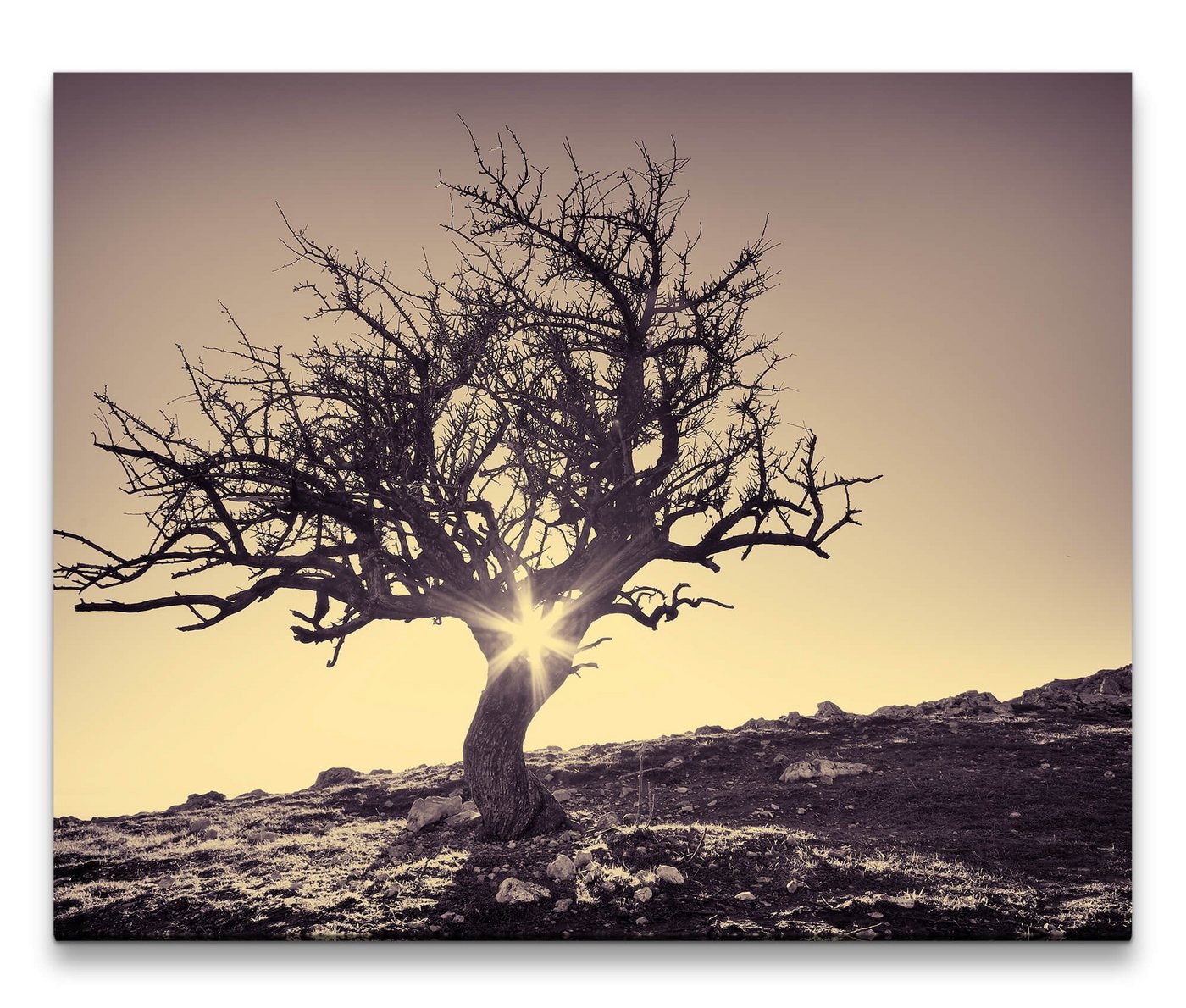 möbel-direkt.de Leinwandbild Bilder XXL Knorriger Baum Wandbild auf Leinwand von möbel-direkt.de