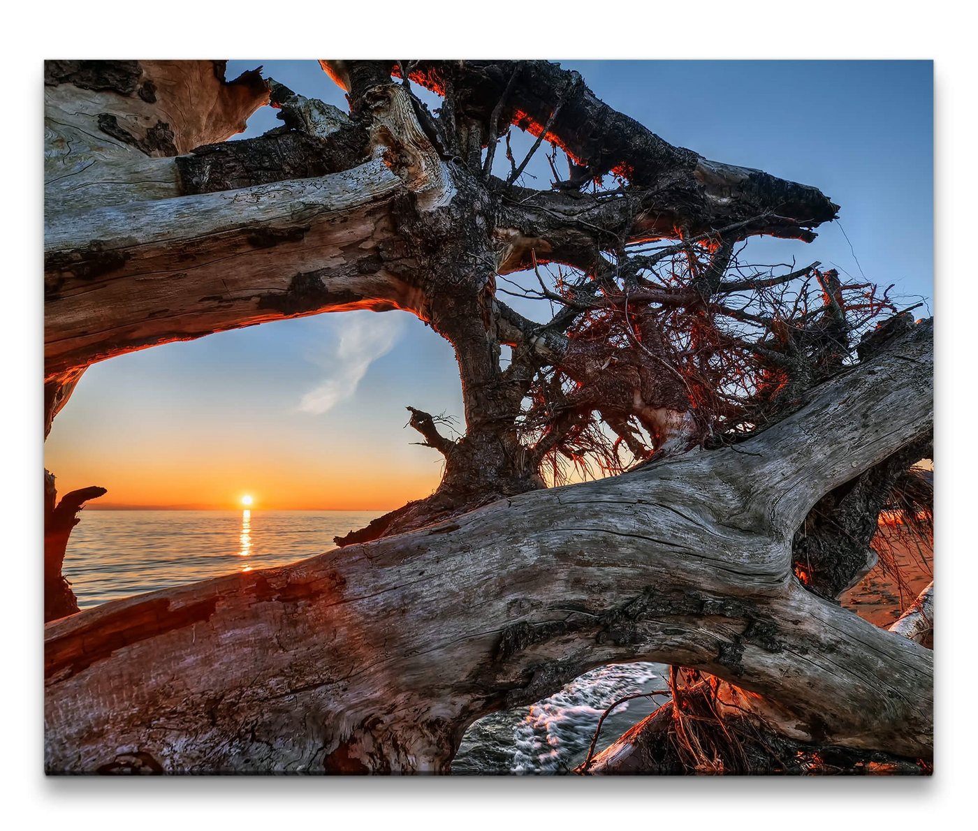 möbel-direkt.de Leinwandbild Bilder XXL Knorriger Baum im Sonnenuntergang Wandbild auf Leinwand von möbel-direkt.de