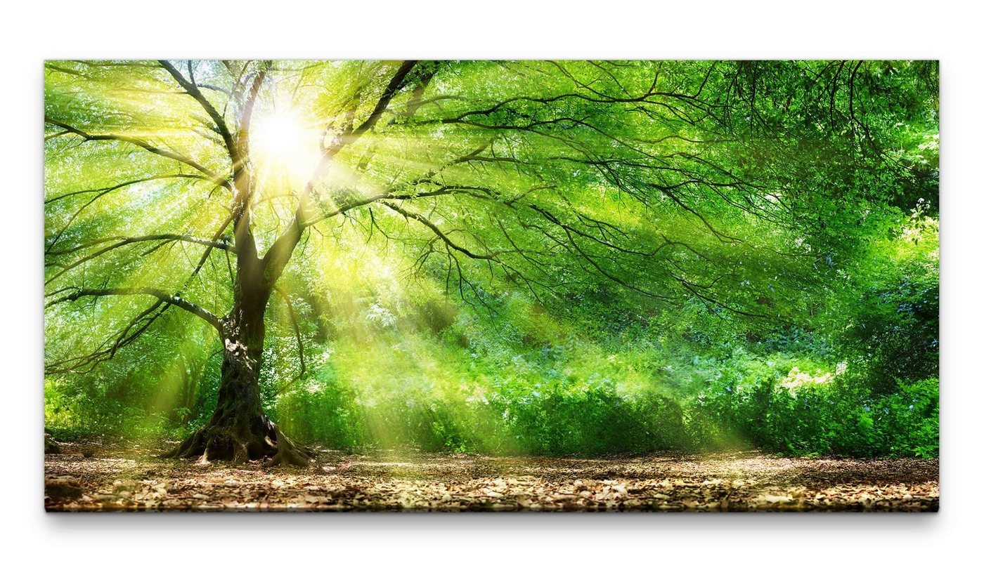 möbel-direkt.de Leinwandbild Bilder XXL Mächtiger Baum im Sonnenlicht 50x100cm Wandbild auf Leinwand von möbel-direkt.de