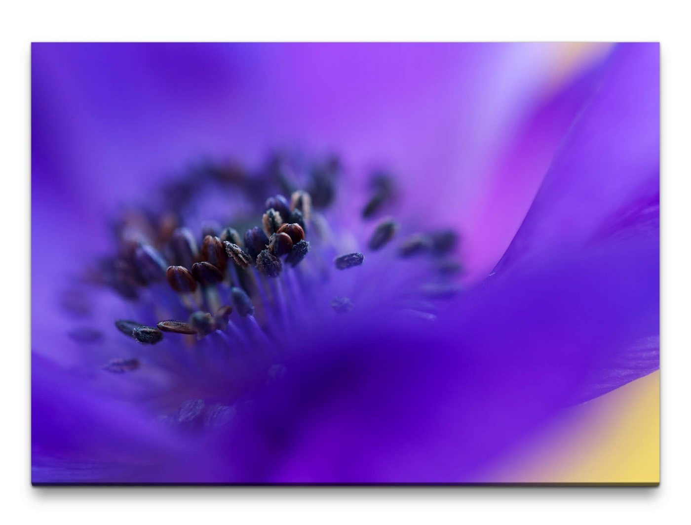 möbel-direkt.de Leinwandbild Bilder XXL Makro von Blauer Blume Wandbild auf Leinwand von möbel-direkt.de