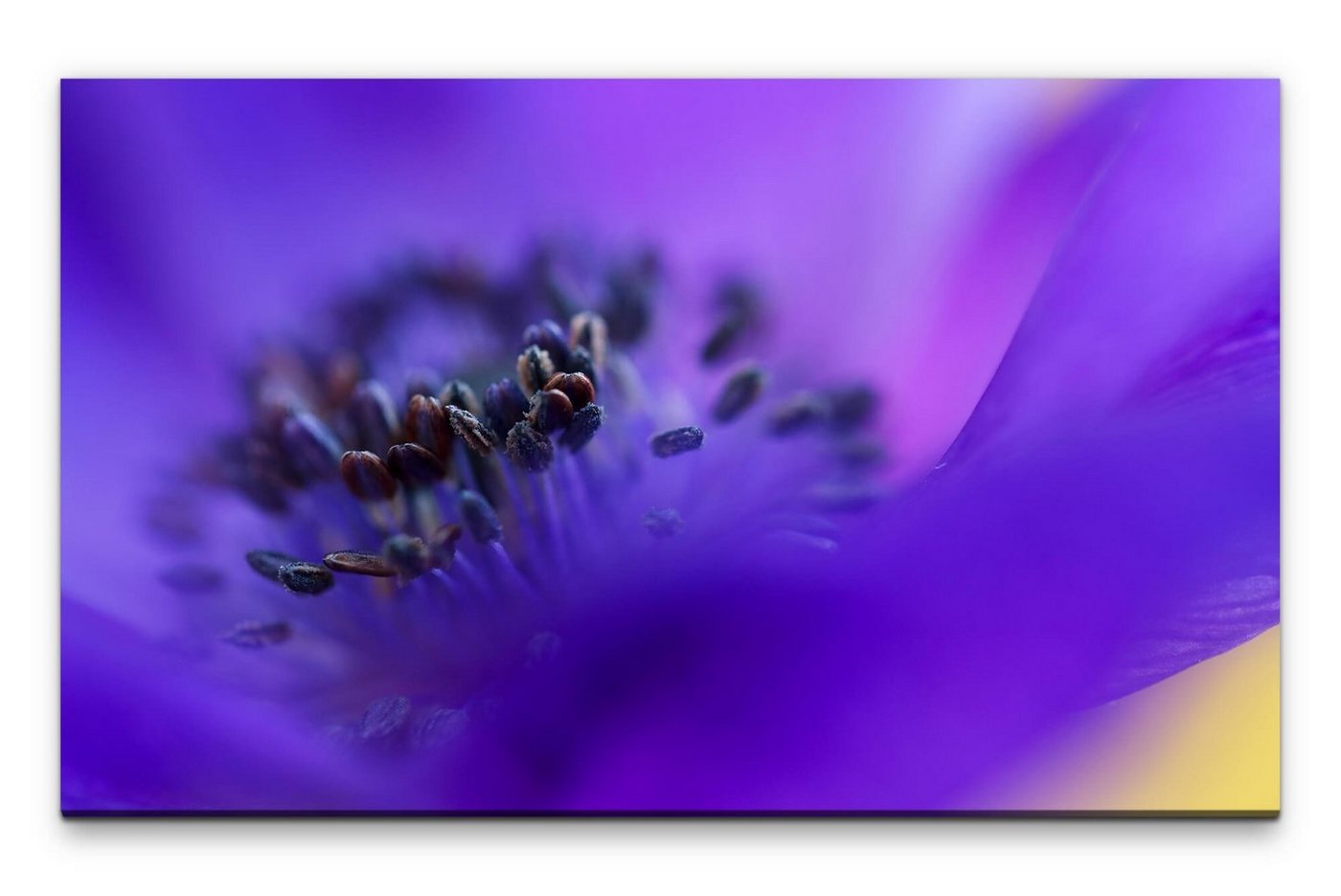 möbel-direkt.de Leinwandbild Bilder XXL Makro von Blauer Blume Wandbild auf Leinwand von möbel-direkt.de