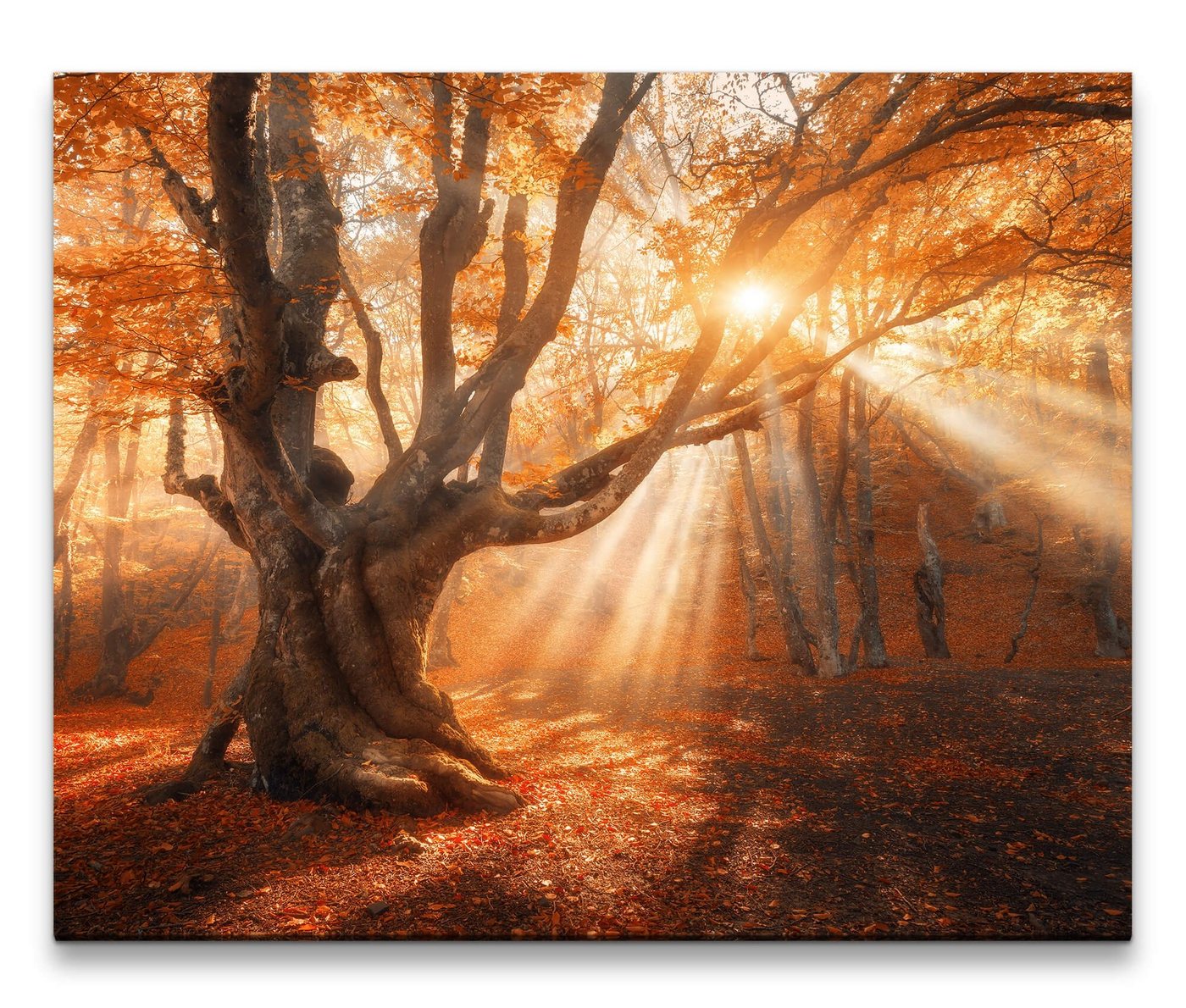 möbel-direkt.de Leinwandbild Bilder XXL Mystischer uralter Baum Wandbild auf Leinwand von möbel-direkt.de